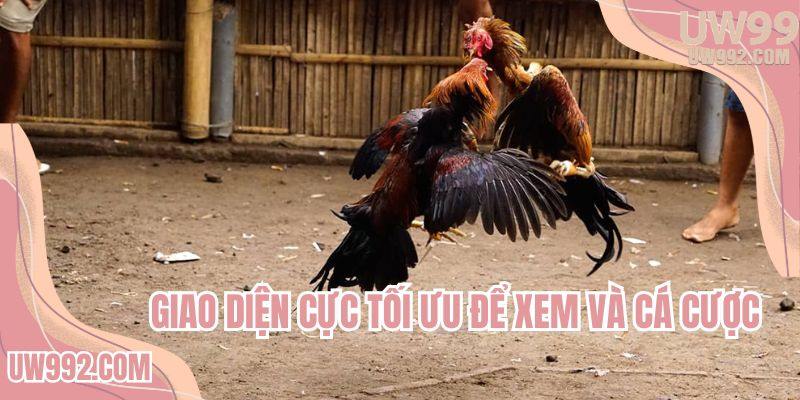 Giao diện cực tối ưu để xem và cá cược