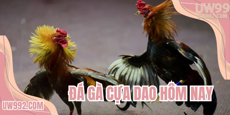 da-ga-cua-dao-hom-nay